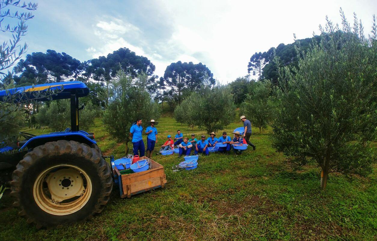 Equipe Verolí reunida entre as oliveiras durante a colheita, com trator e caixotes de colheita