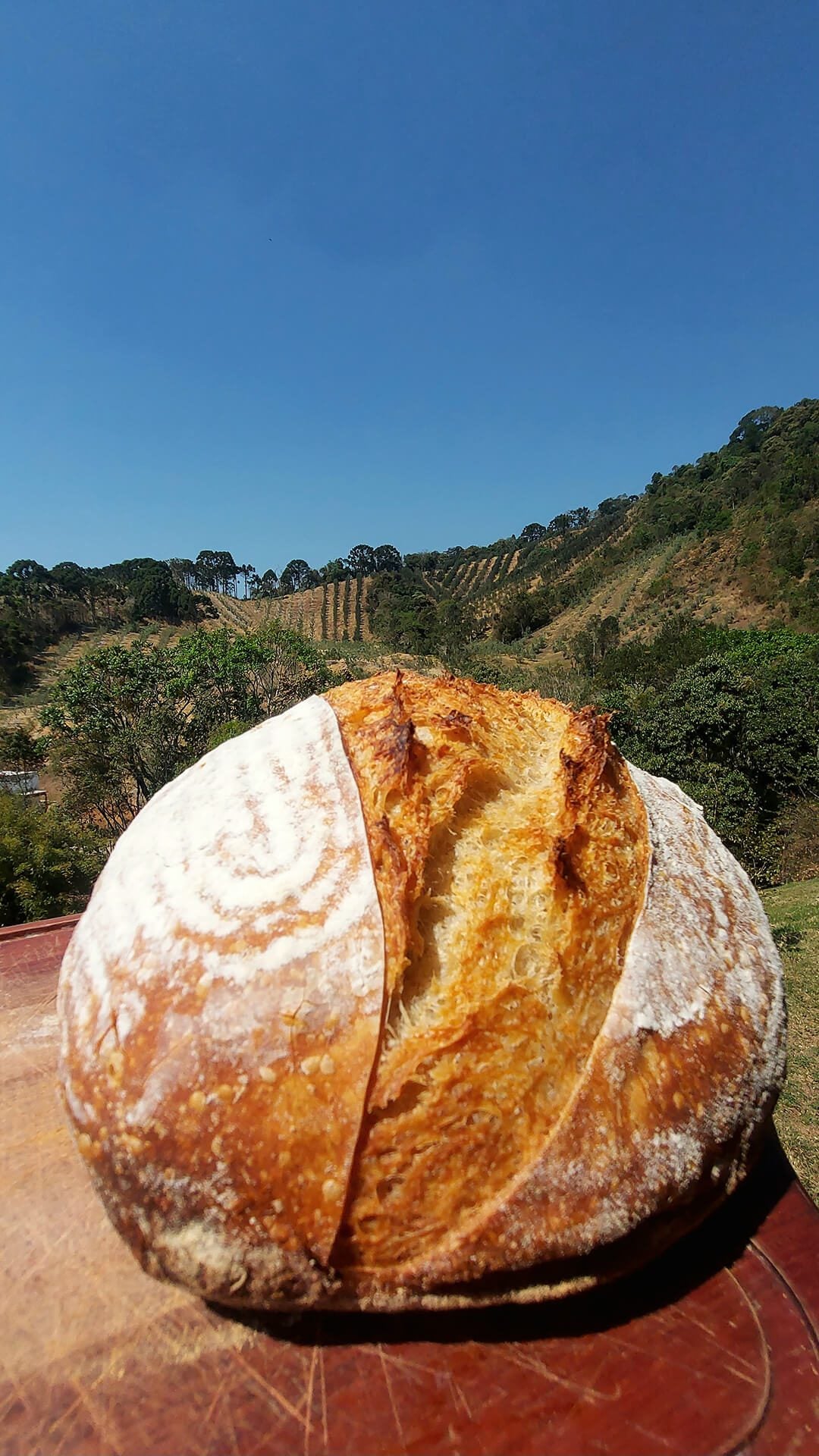 Olival Alma da Mantiqueira