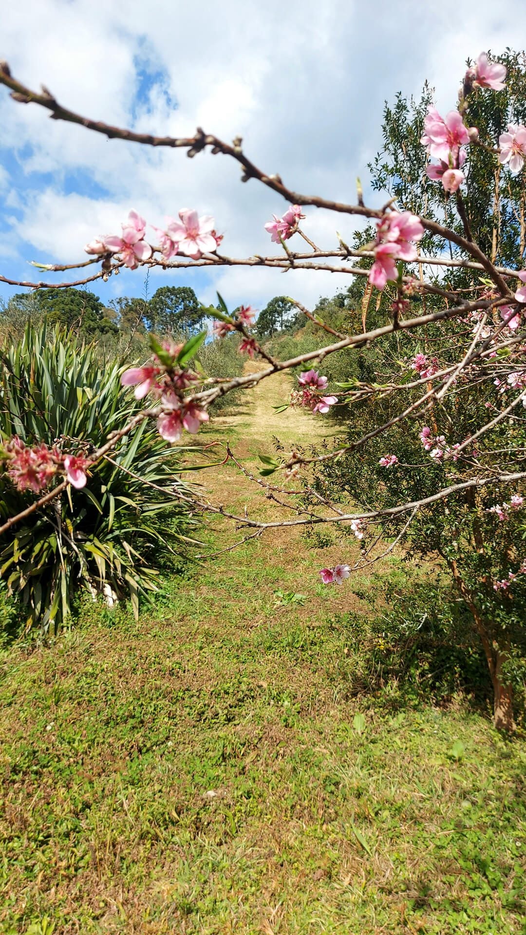 Olival Alma da Mantiqueira