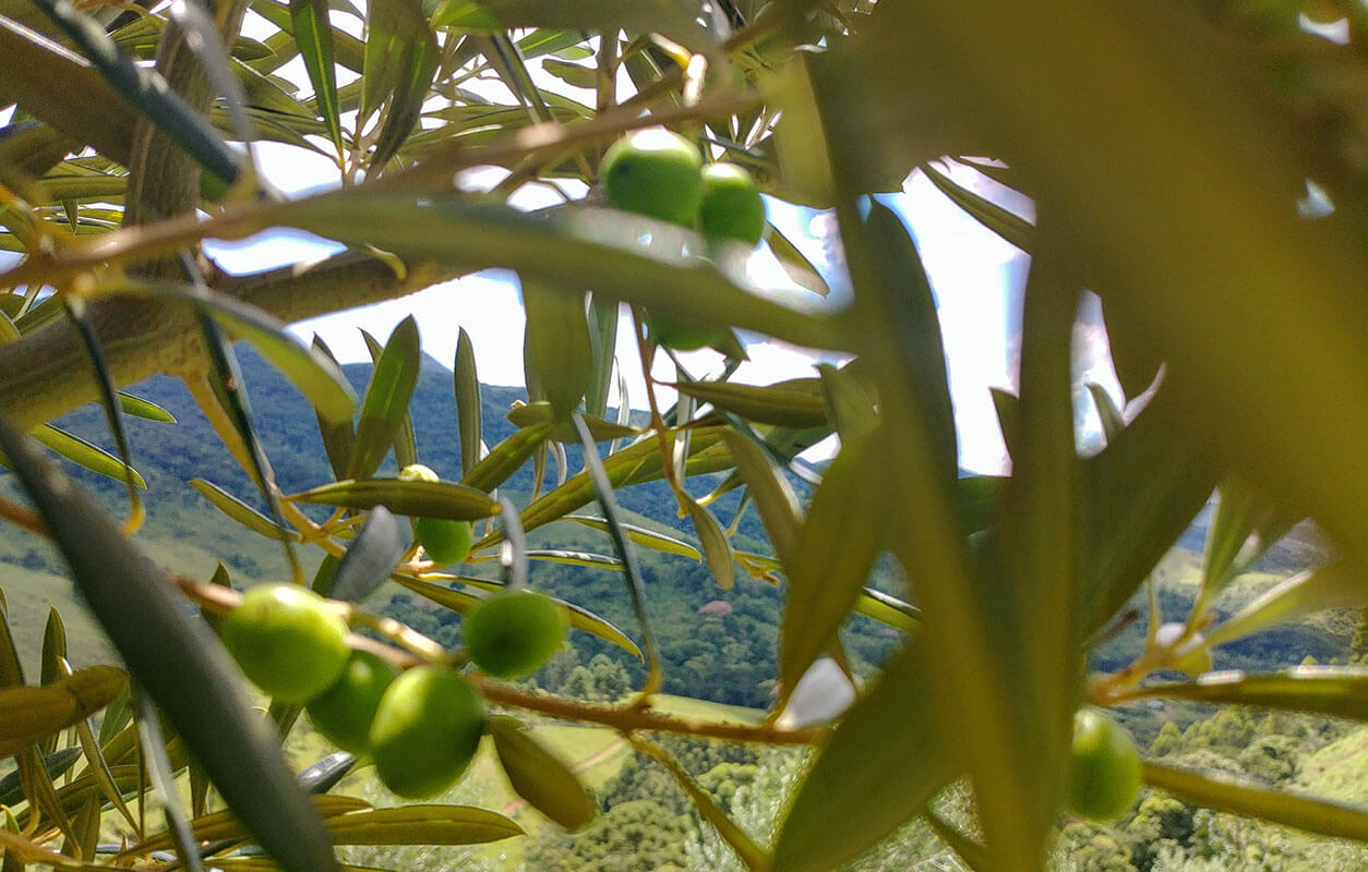 Azeitonas verdes em close nos galhos da oliveira, com as montanhas da Mantiqueira ao fundo