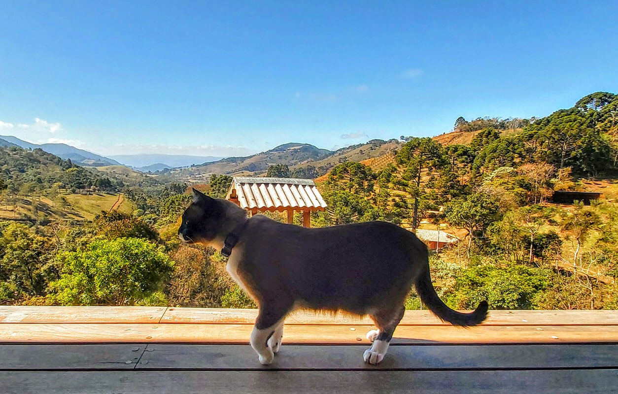 Vista das montanhas da Serra da Mantiqueira a partir do olival, em dia de céu azul