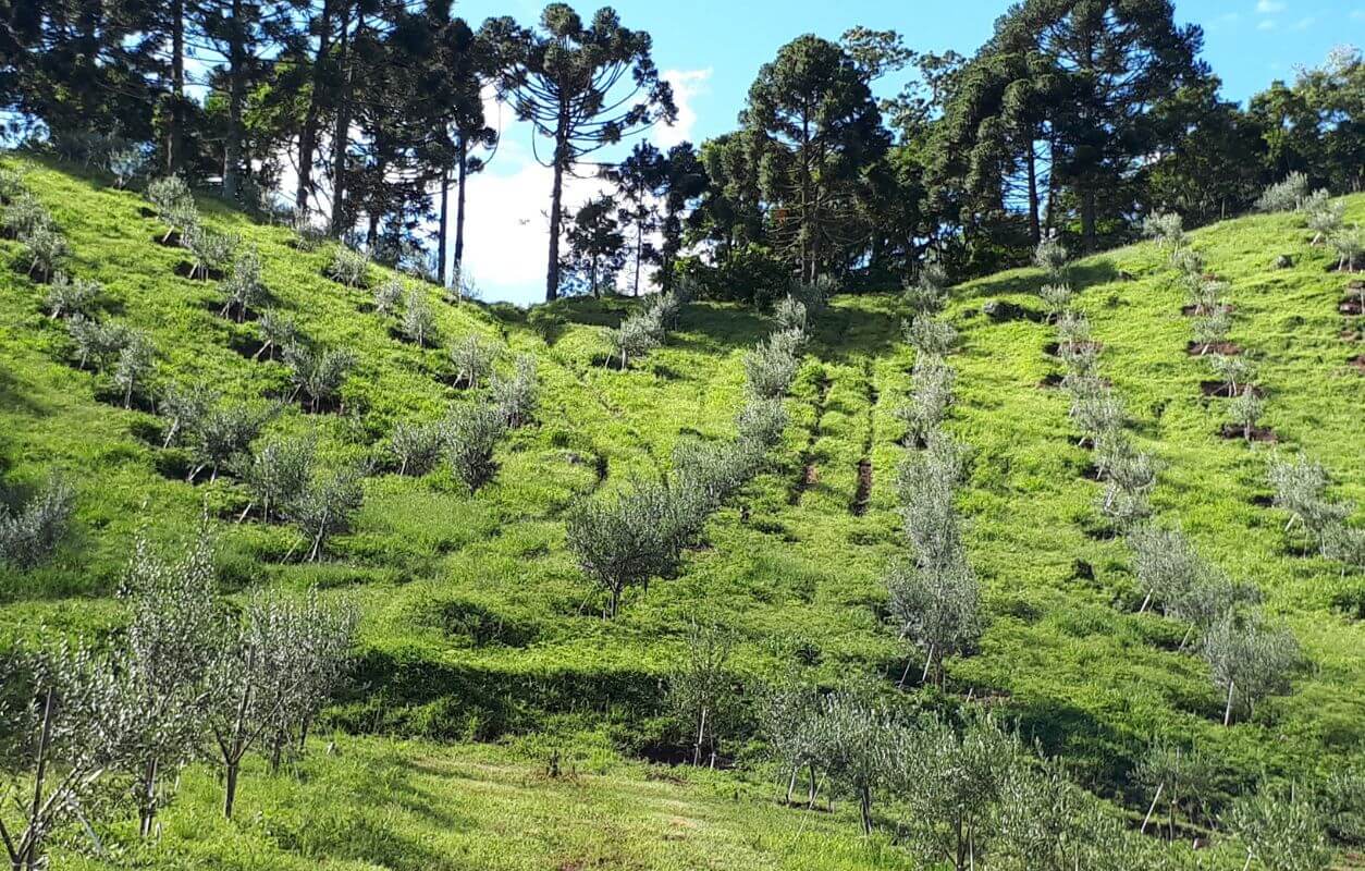 Encosta com fileiras de oliveiras jovens recém-plantadas no olival, cercada por araucárias