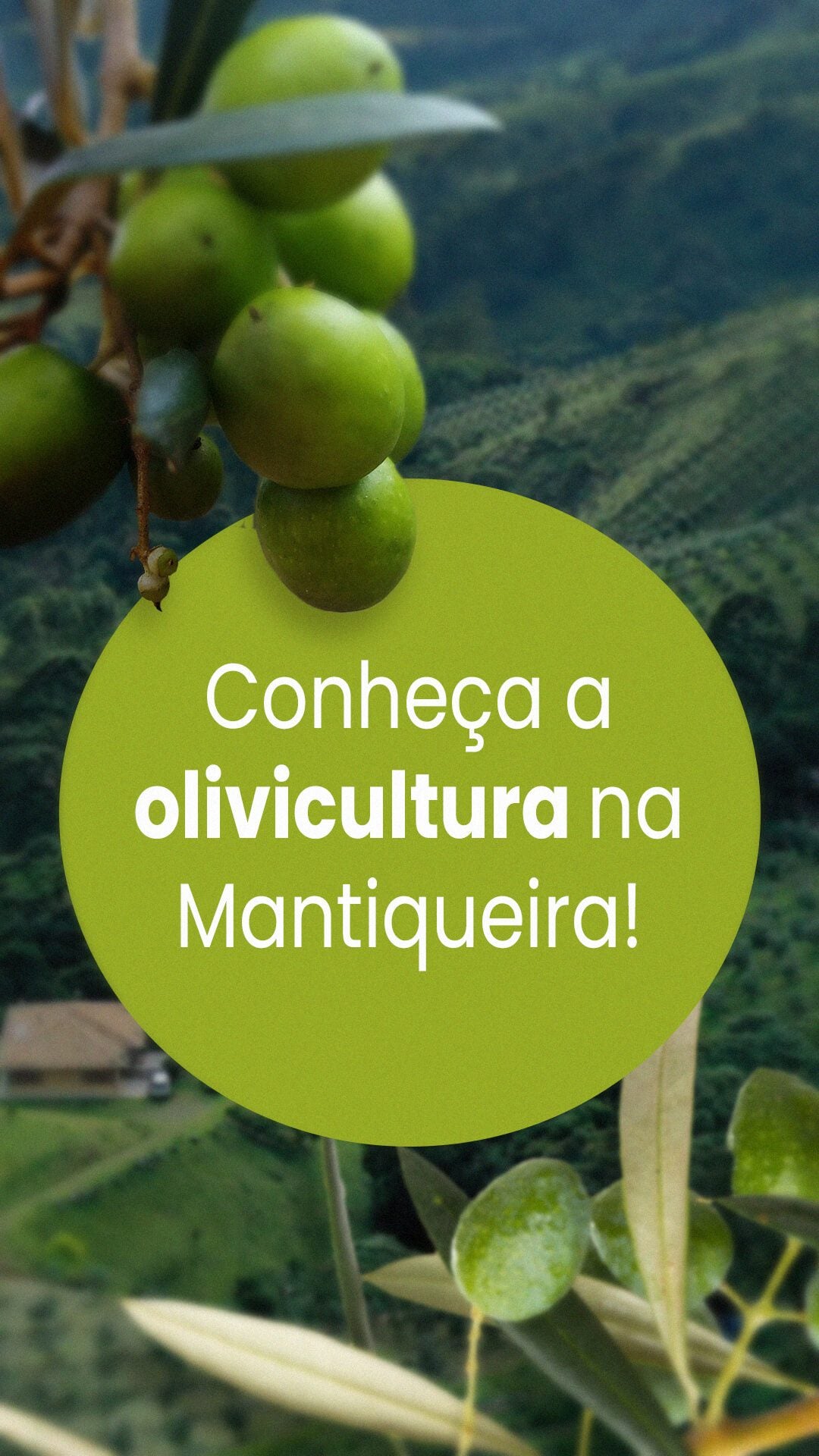 Olival Alma da Mantiqueira, Verolí