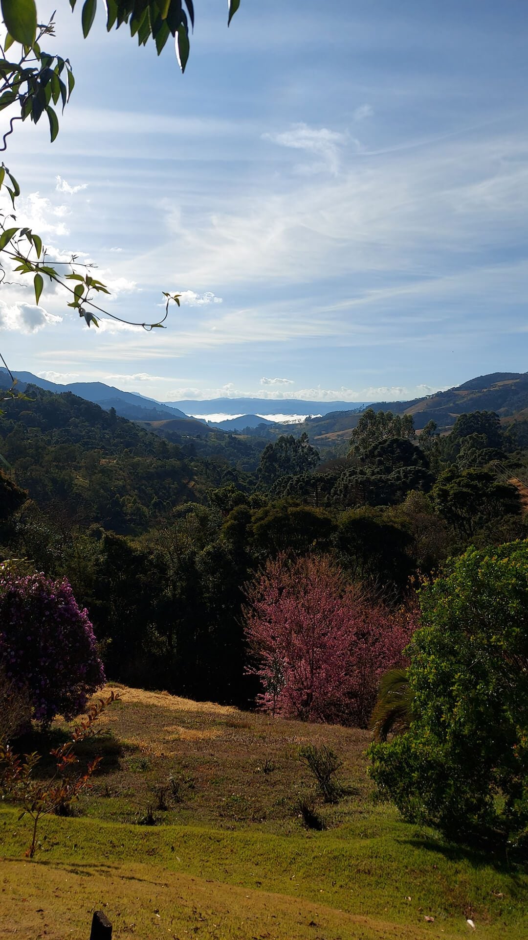 Olival Alma da Mantiqueira